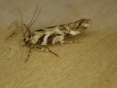 Aristotelia devexella