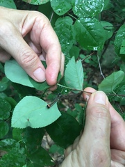 Acronicta radcliffei