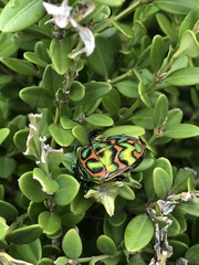 Poecilocoris splendidulus