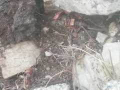 Pycnogaster jugicola