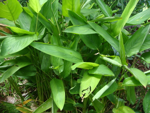 blackberry plant growing Thornless Blackberry Plant main image 1