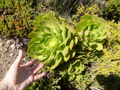 Aeonium arboreum arboreum