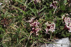 Daphne striata