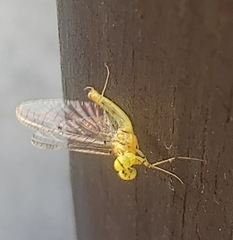 Stenacron interpunctatum interpunctatum