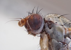 Tephrochlamys tarsalis