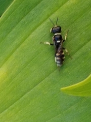 Crossocerus maculipennis
