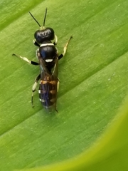Crossocerus maculipennis