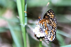 Chlosyne definita