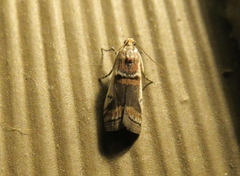 Acrobasis tumidulella