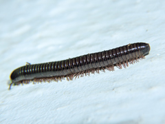 Rhinocricidae