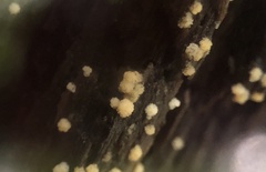 Bactridium ellisii