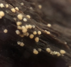 Bactridium ellisii