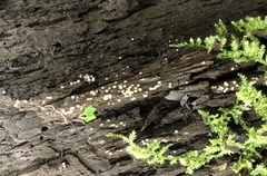 Bactridium ellisii