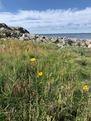 Sonchus palustris