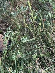 Atriplex littoralis