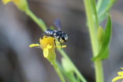 Megachile octosignata