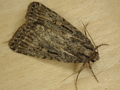Spaelotis bicava