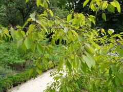 Callicarpa bodinieri