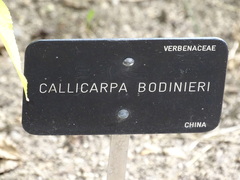 Callicarpa bodinieri