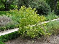Callicarpa bodinieri