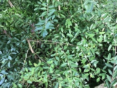 Maytenus boaria