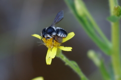 Megachile octosignata