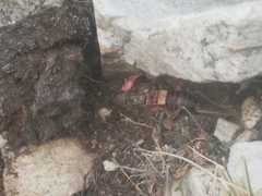 Pycnogaster jugicola