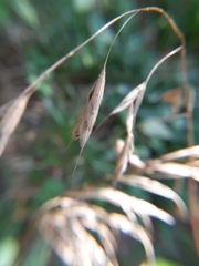 Bromus kalmii