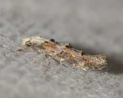 Mompha murtfeldtella