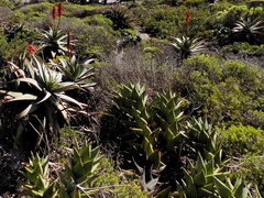 Aloe distans