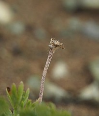 Anemone multifida saxicola