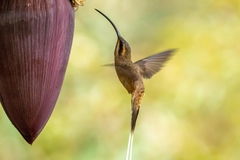 Phaethornis mexicanus
