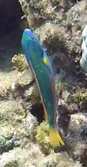 Stethojulis balteata