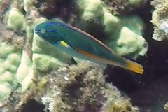 Stethojulis balteata