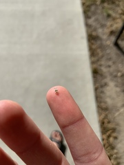 Corythucha juglandis