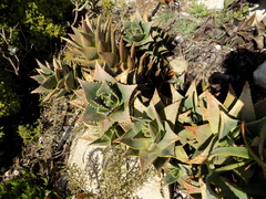 Aloe distans