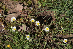 Oxalis dregei