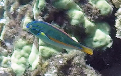 Stethojulis balteata