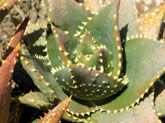 Aloe distans