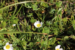 Oxalis dregei
