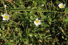 Oxalis dregei
