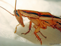 Drymaplaneta heydeniana