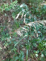 Bromus kalmii
