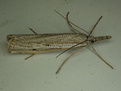 Agriphila attenuatus
