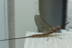 Hexagenia bilineata
