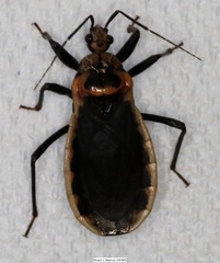 Rhiginia cinctiventris