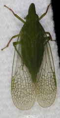 Rhynchomitra recurva