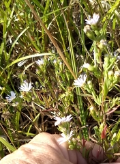 Symphyotrichum hallii