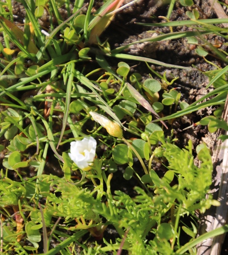 Oxalis dregei (Oxalis dregei)