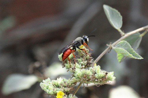 Sphex peruanus